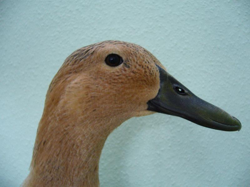 Muenster 2008 120.jpg - Streicherenten silberwildfarbig von Thielemeyer S. Preis HV 96 KVE3